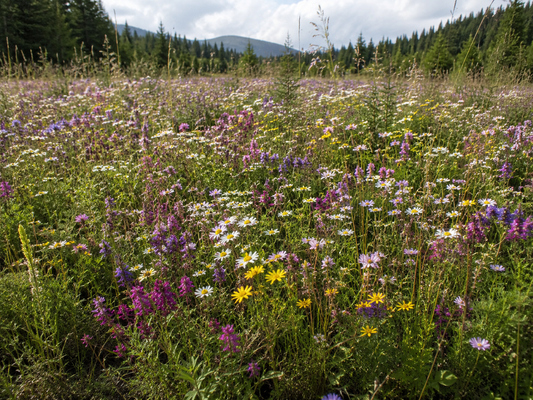 Spring scented field of flowers 